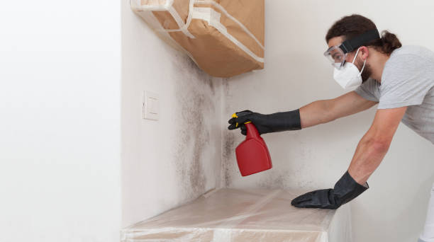 Basement Mold Remediation treatment on basement walls in Holland